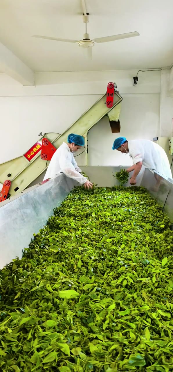 Tea processing by hand