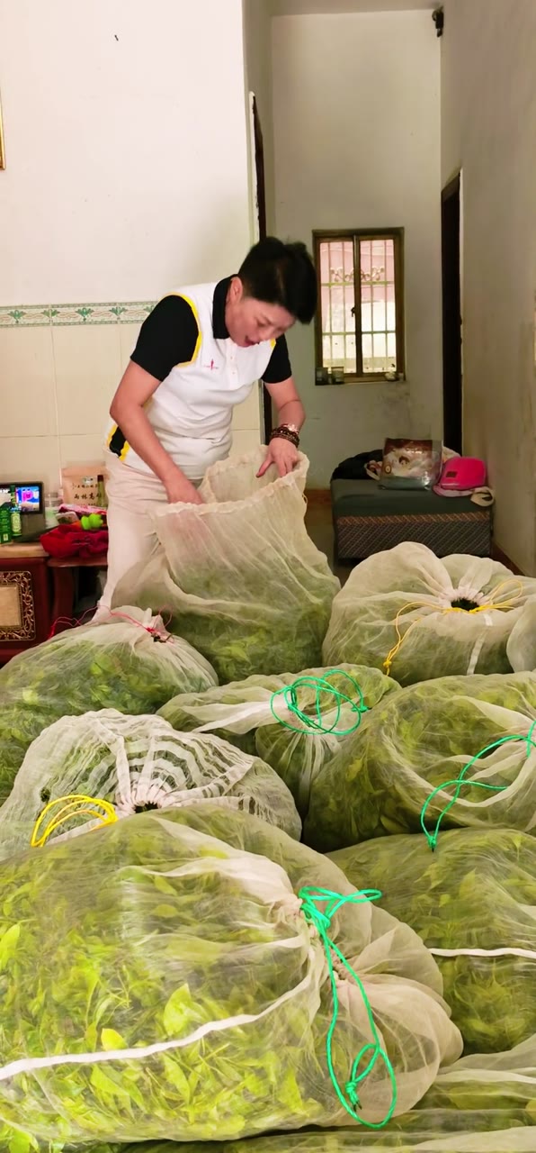 Fresh tea leaves