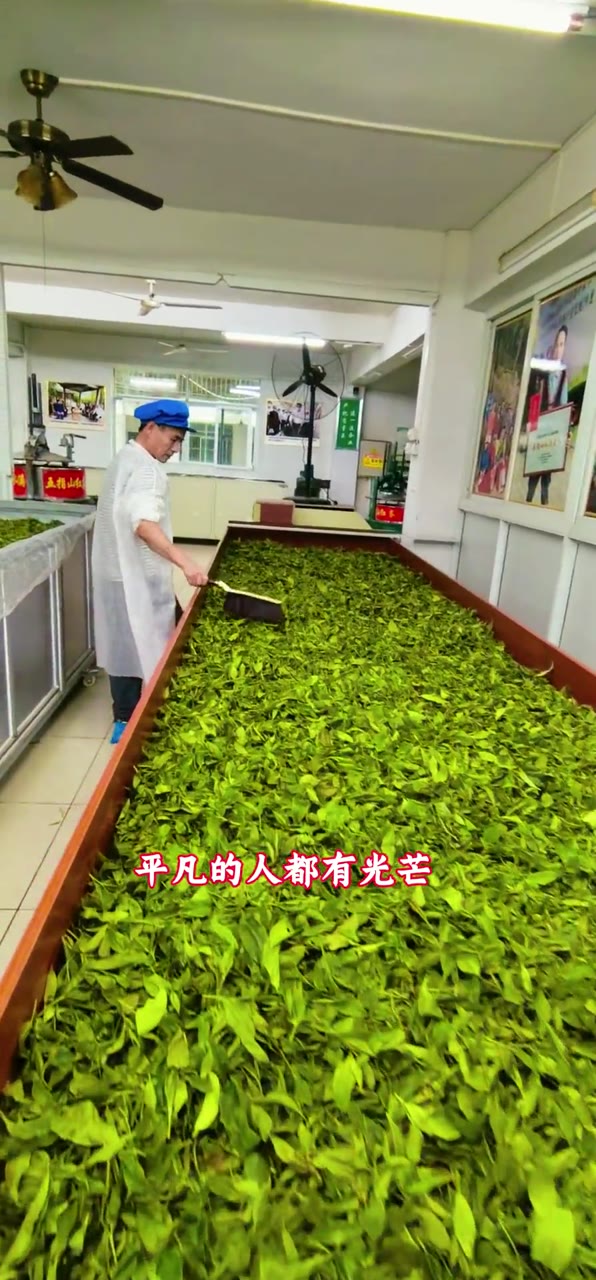 A glimpse of tea processing