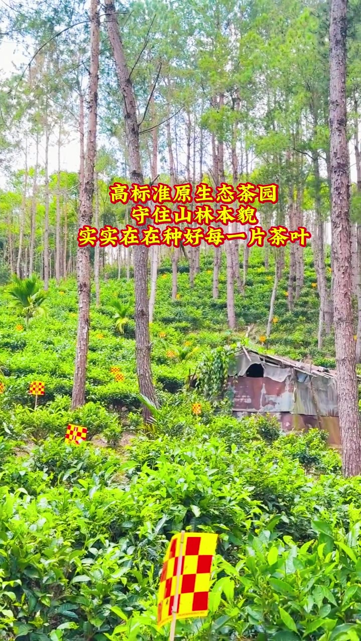 Tea garden among forest trees