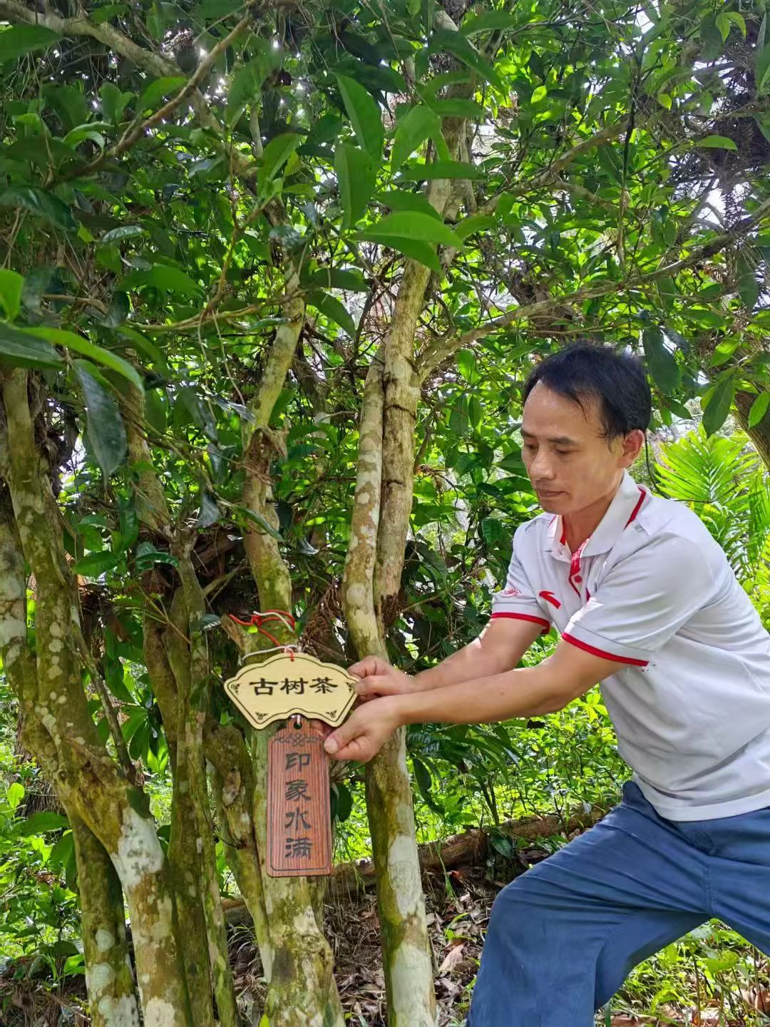 Old tea trees and large leaf tea varieties in the rainforest tea region of Hainan