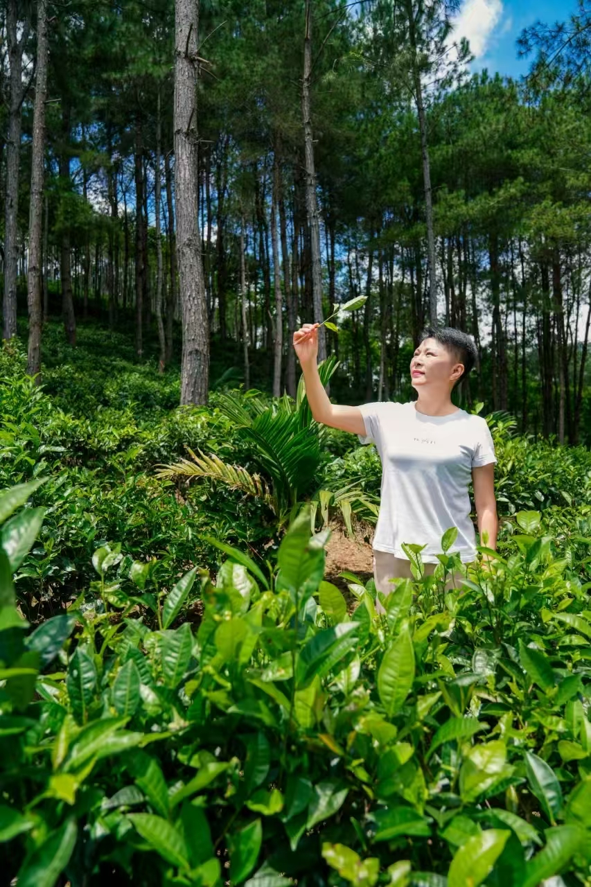 Tea grower in the rainforest mountains of Shuiman, Wuzhishan, Hainan