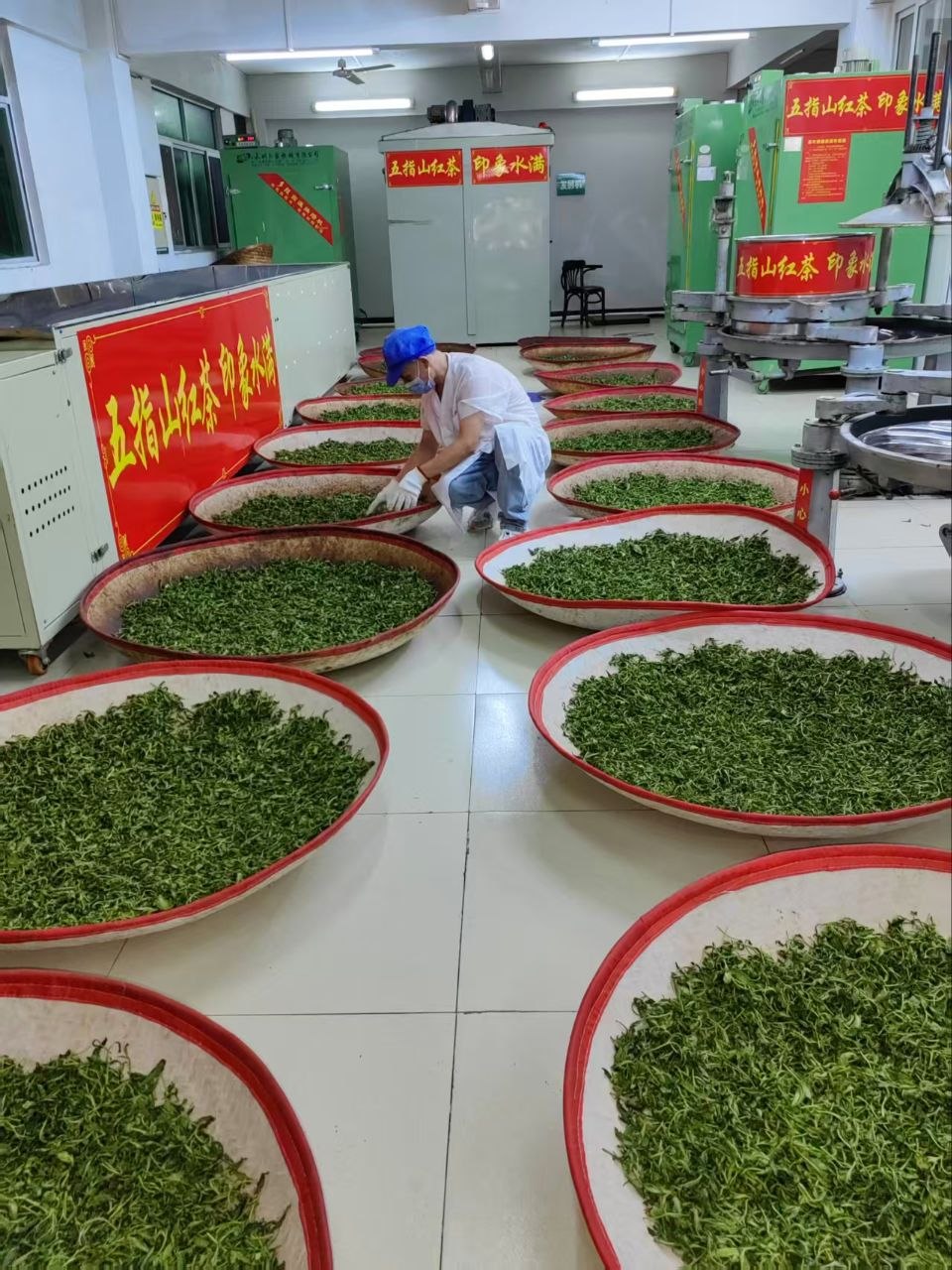 Tea processing and production in Shuiman, Hainan