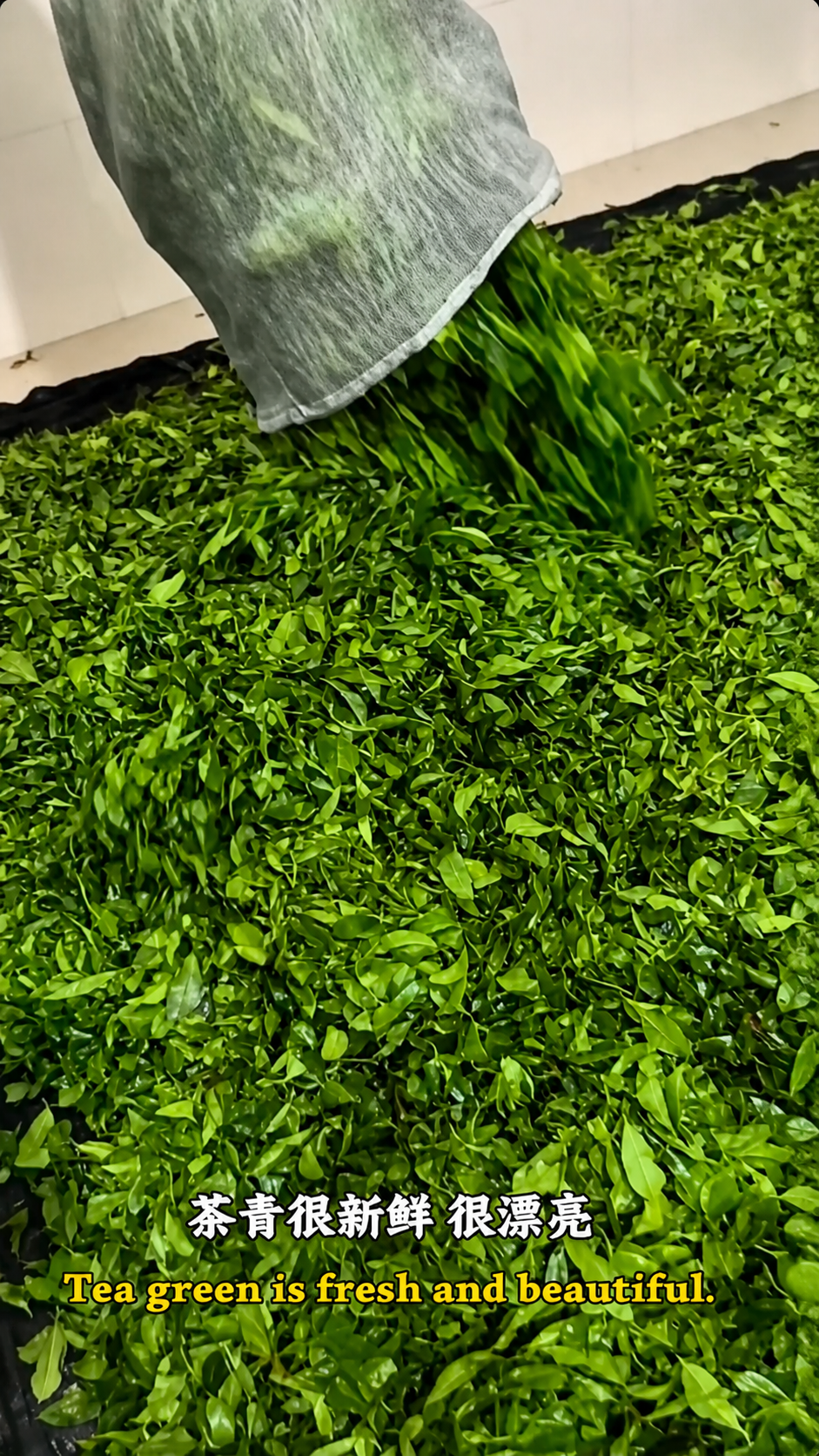 Fresh tea leaves from the mountains of Shuiman to the tea house