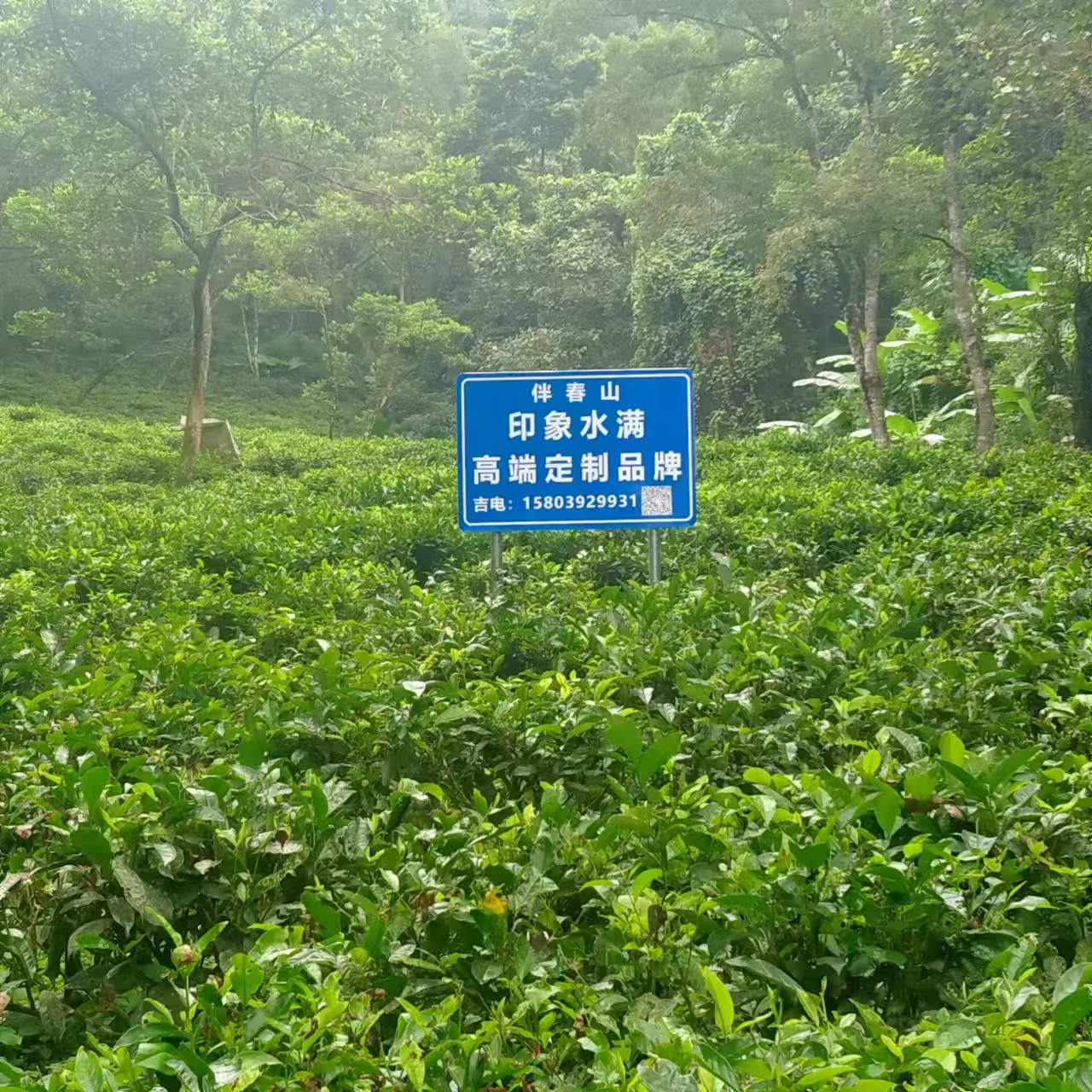 Tea plantation in the rainforest mountains of Wuzhishan, Hainan